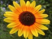 Jigsaw sunflowers