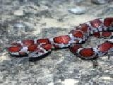 Jugar red milk snake jigsaw