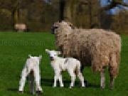 Jigsaw: sheep and lamb