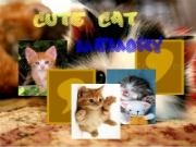 Play Cute cat memory now