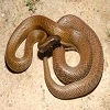 Jugar Poisonous snake