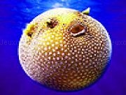 Spotted puffer fish puzzle