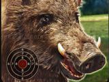 Play Boar hunting jigsaw now