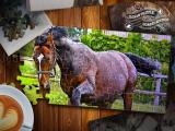 Jugar Jigsaw puzzle horses edition now