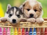 Jugar 4gameground - puppy coloring now