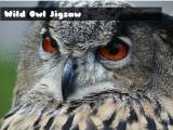 Jugar Wild owl jigsaw now