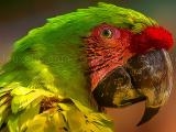 Jugar Parrot bird puzzle now