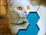Jugar Blocks hexa jigsaw puzzle™