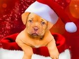 Jugar Christmas dogs styles now