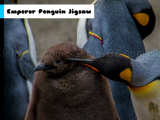 Jugar Emperor penguin jigsaw now