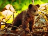 Jugar Cute baby bears now