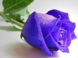 Jugar Blue roses puzzle now
