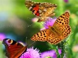 Jugar Butterfly slide
